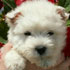 Westie – biała przytulanka z charakterem, czyli najważniejsze informacje o West Highland White                         Terrier